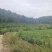 大南马家柚苗