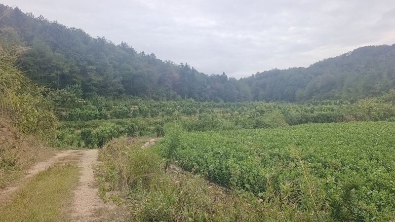 大南马家柚苗