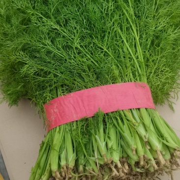 河北茴香苗大量供应，割拔都行有需要的联系我