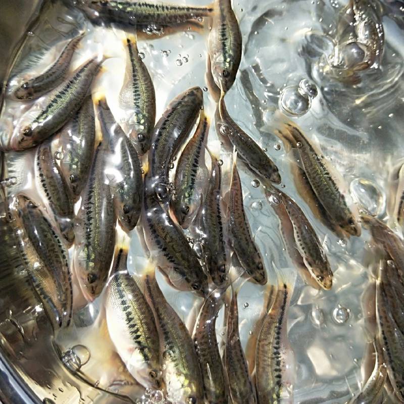 加州鲈鱼苗皖鲈一号工厂基地货源保质保量货源充足