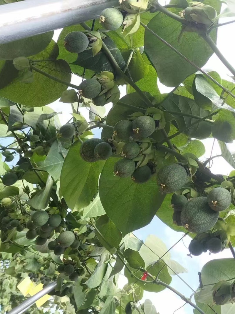 热情果哥伦比亚热情果新品种果实饱满纯甜无酸