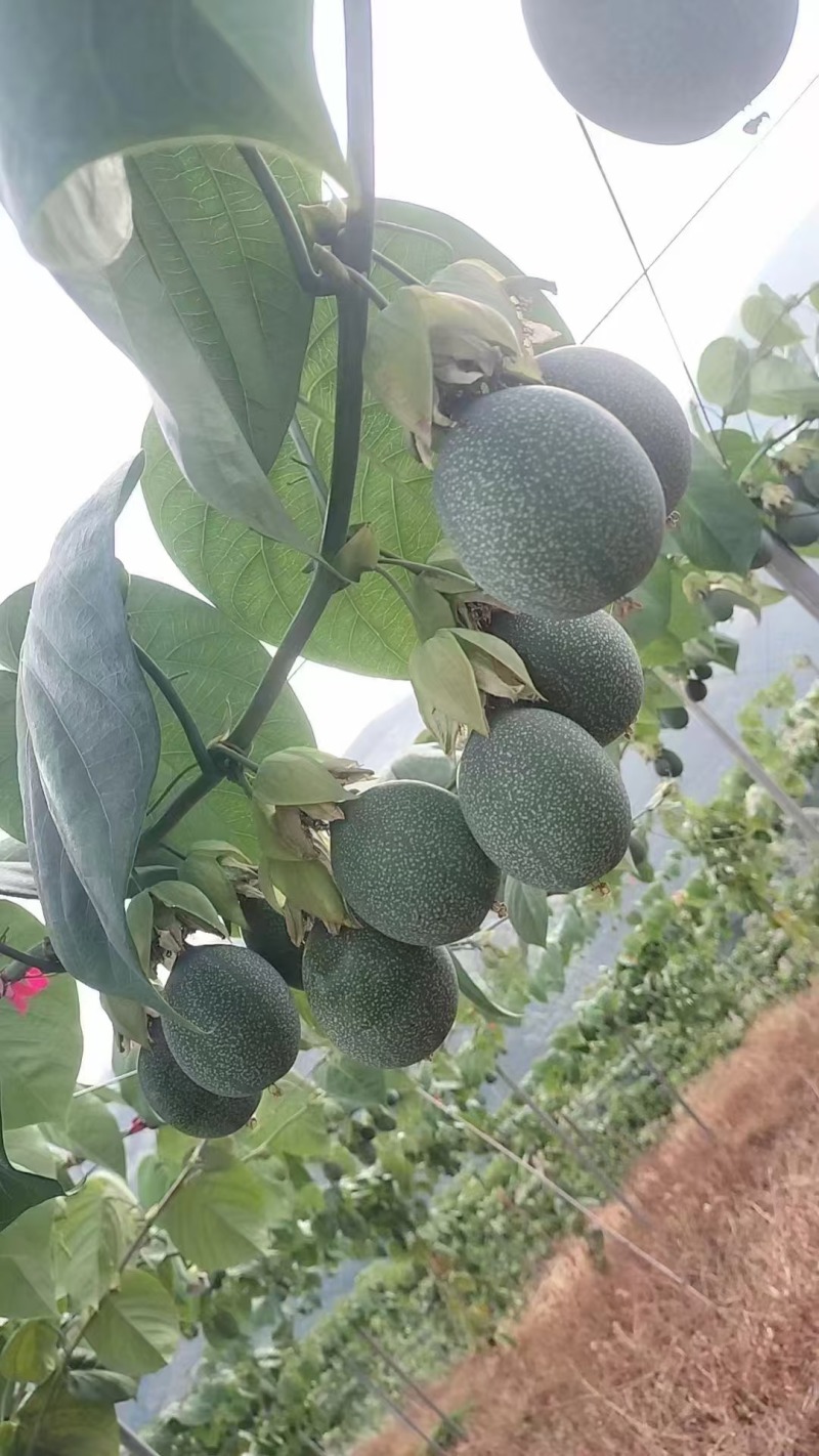 热情果哥伦比亚热情果新品种果实饱满纯甜无酸