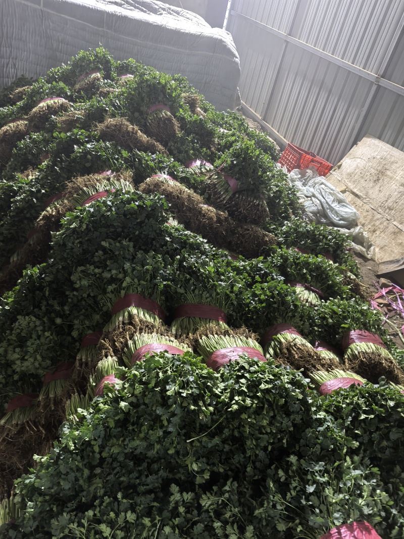 聊城香菜大量上市产地直发一手货源量大从优