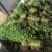 聊城香菜大量上市产地直发一手货源量大从优