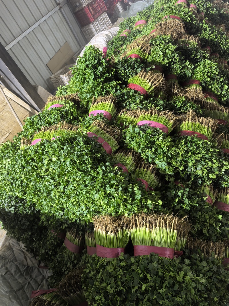聊城香菜大量上市产地直发一手货源量大从优