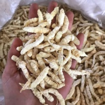 地蚕产地直发一手货源质量保证量大价优