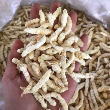地蚕产地直发一手货源质量保证量大价优