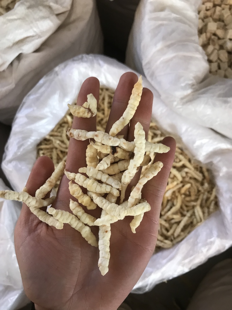地蚕产地直发一手货源质量保证量大价优