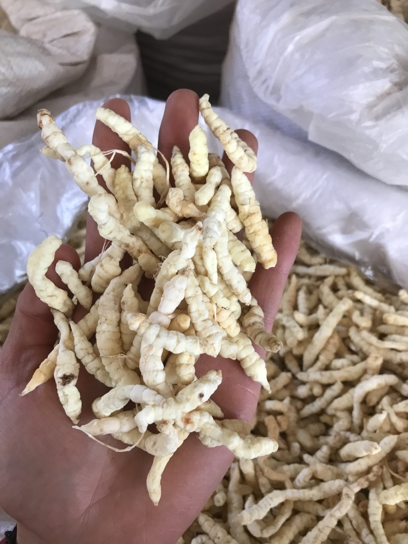 地蚕产地直发一手货源质量保证量大价优