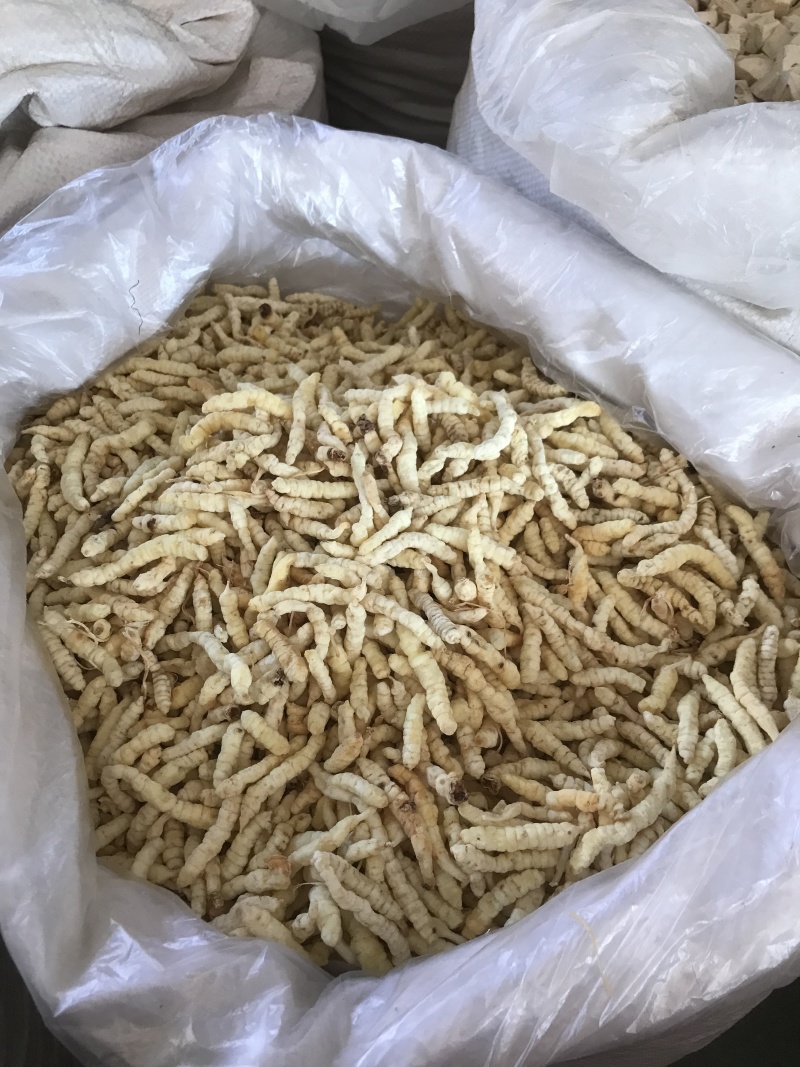 地蚕产地直发一手货源质量保证量大价优