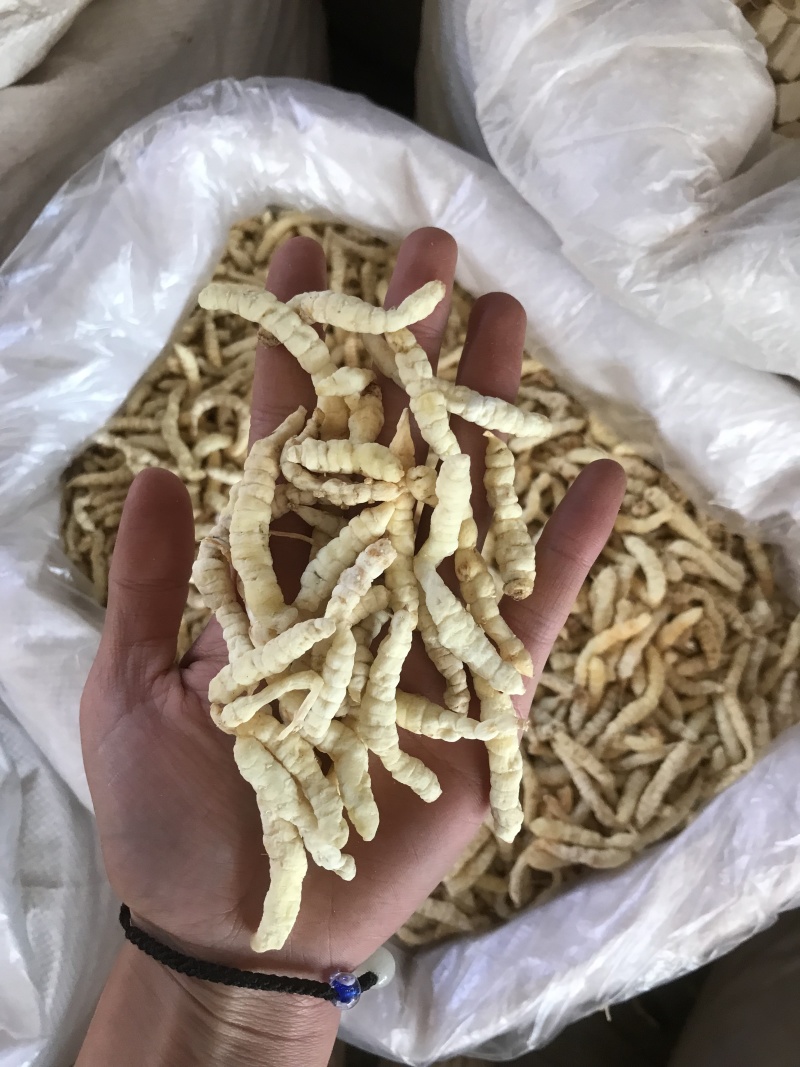 地蚕产地直发一手货源质量保证量大价优