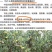 莱阳慈梨膏，纯手工熬制，***