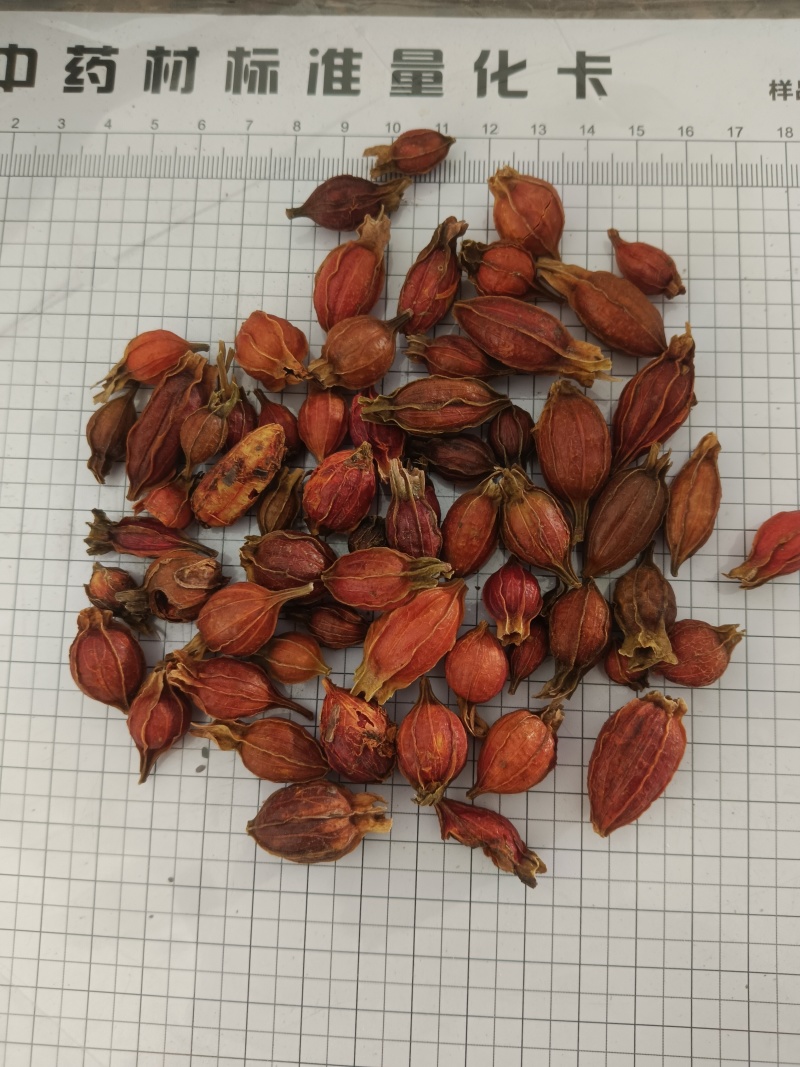 栀子，颜色好新货无硫，产地直发实拍现货，24小时内发货