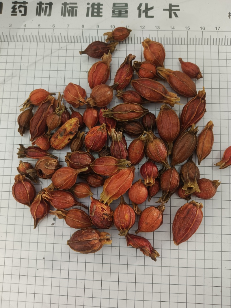 栀子，颜色好新货无硫，产地直发实拍现货，24小时内发货