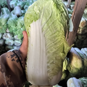 北京三号大白菜