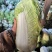 北京三号大白菜