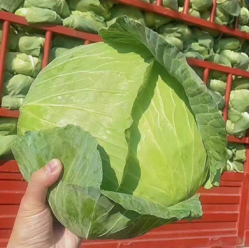 扁包菜京丰湖北扁包菜产地发货一手货源品质保证