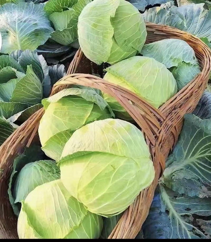 扁包菜京丰湖北扁包菜产地发货一手货源品质保证