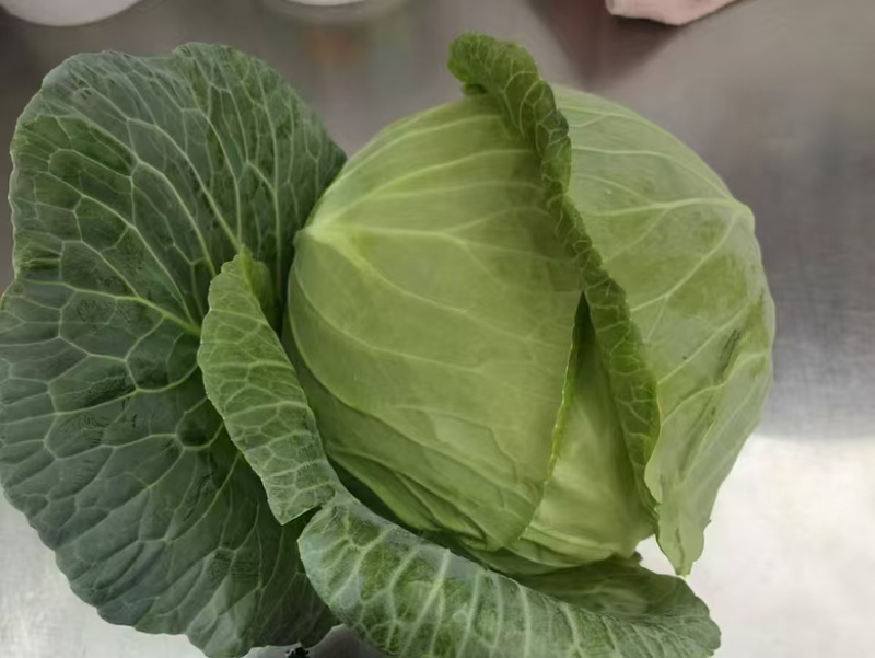 扁包菜京丰湖北扁包菜产地发货一手货源品质保证