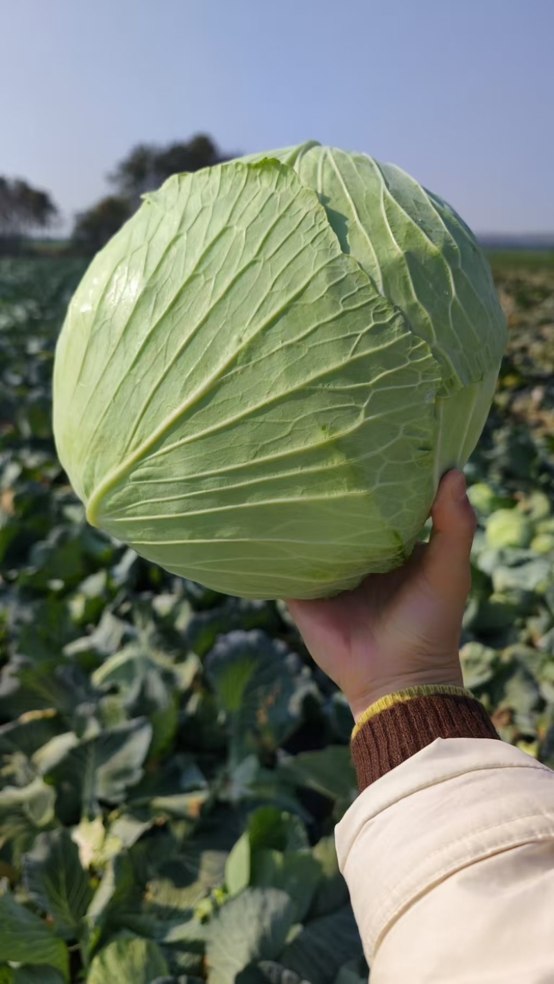 扁包菜京丰湖北扁包菜产地发货一手货源品质保证