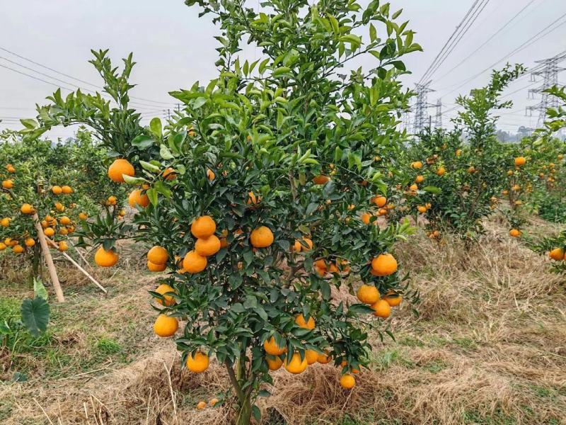 四川万亩柑桔基地春见柑橘耙耙柑货源充足品质保证量大价优