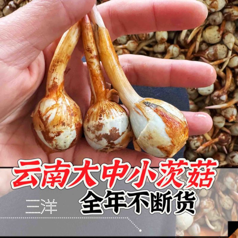 云南精品大中小号茨菇大量上市全年不断货，全球发货欢迎咨询