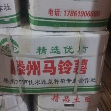 山东肥城冷库荷兰十五大量出库中，各种规格齐全，