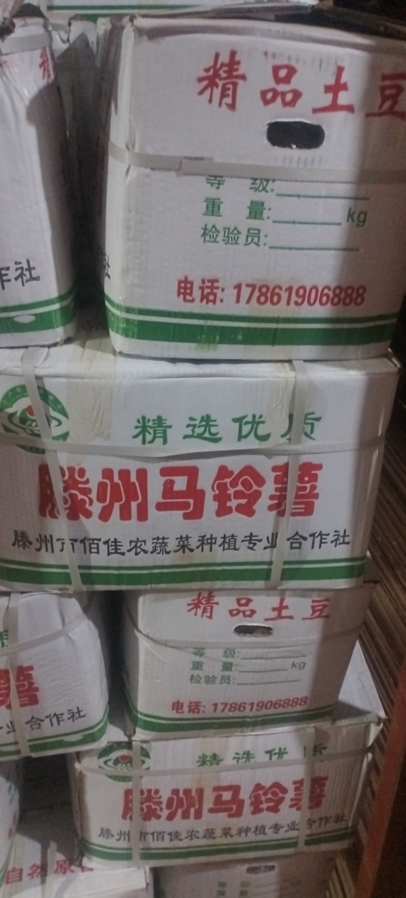 山东肥城冷库荷兰十五大量出库中，各种规格齐全，