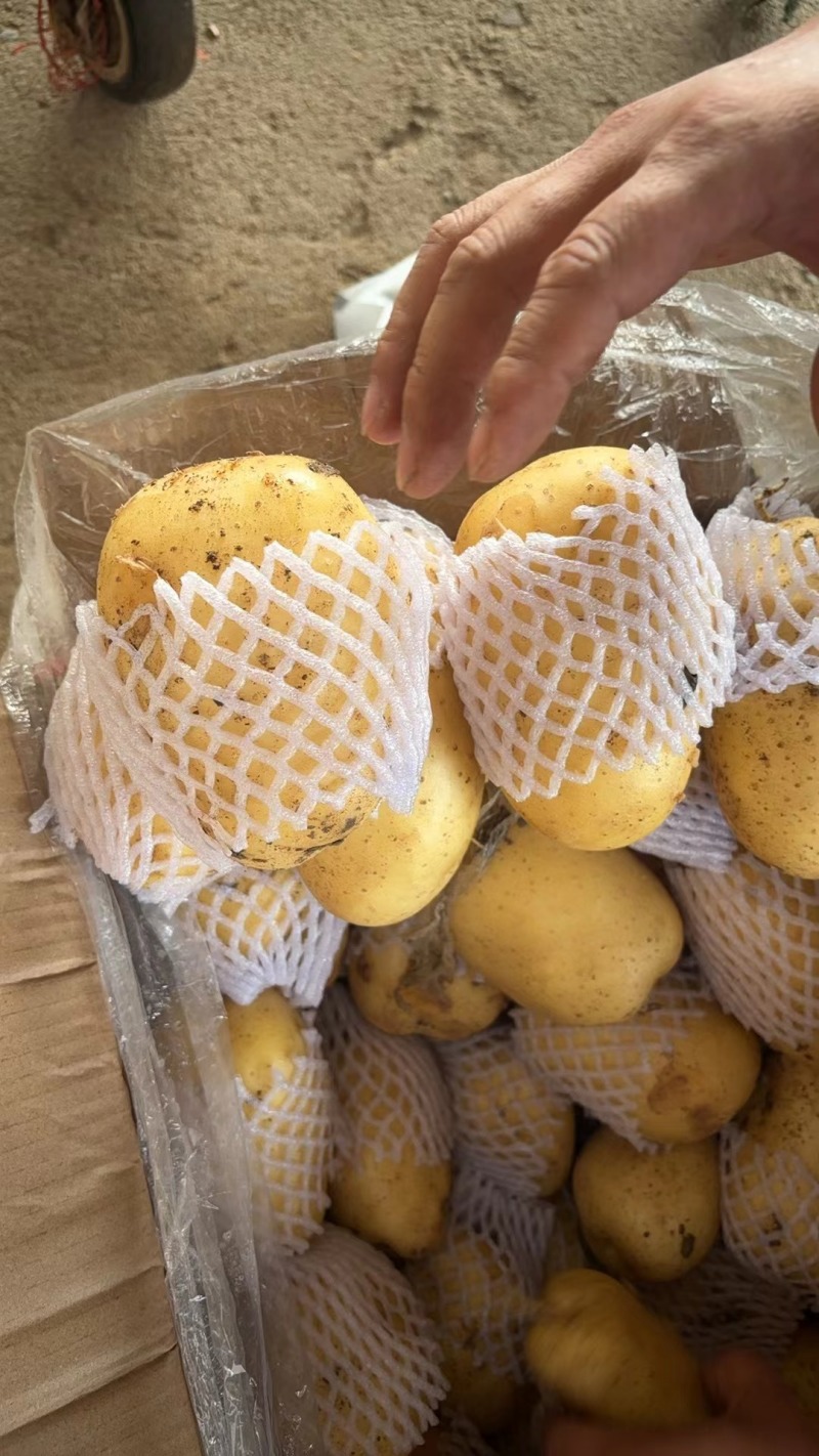 山东肥城冷库荷兰十五大量出库中，各种规格齐全，