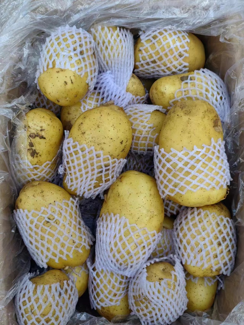 山东肥城冷库荷兰十五大量出库中，各种规格齐全，