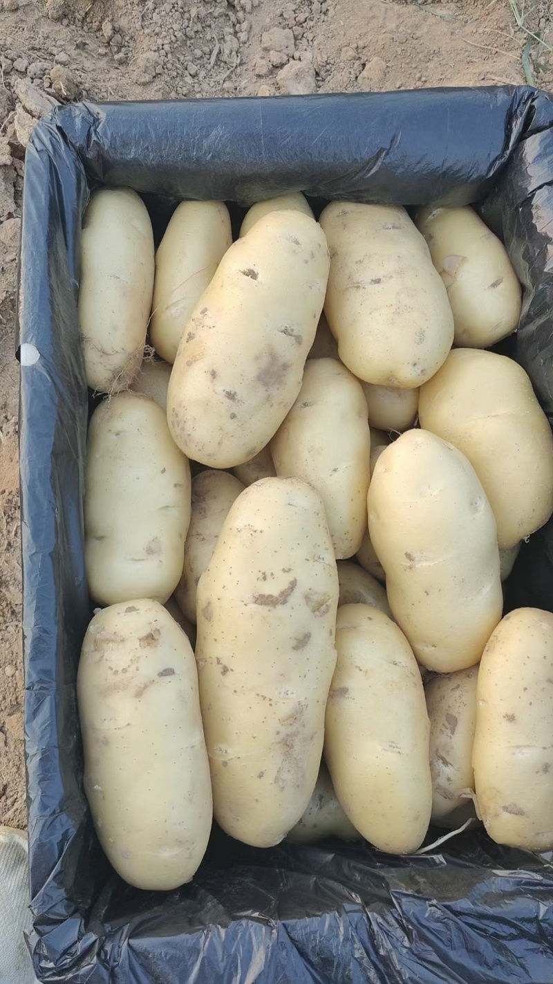 山东肥城冷库荷兰十五大量出库中，各种规格齐全，