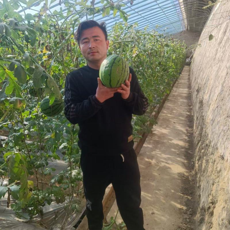 【实力牛商推荐】礼品西瓜吊瓜对接批发商产地直供量大质优