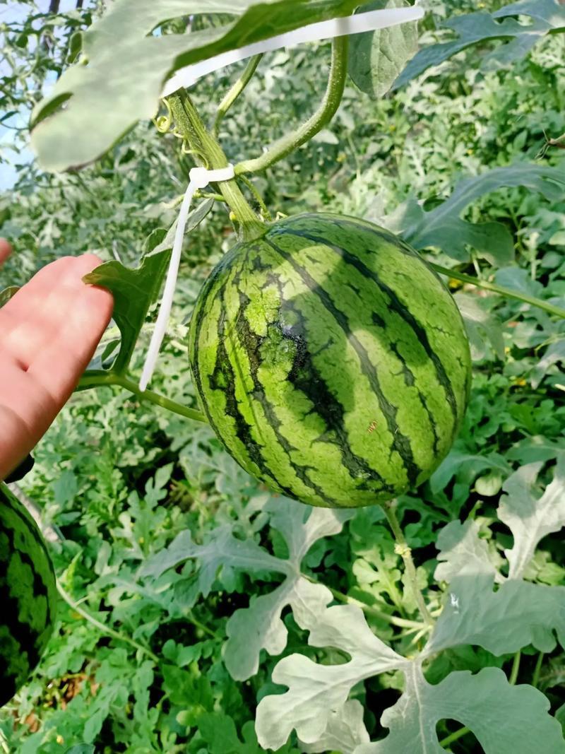 【实力牛商推荐】吊瓜西瓜代收代办一条龙量大质优价格优惠