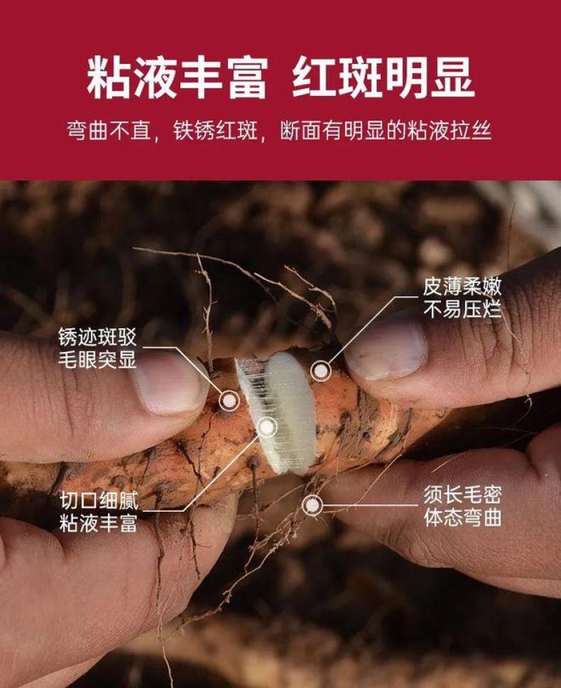 正宗垆土铁棍山药河南焦作温县特产铁杆淮山药怀山药新鲜批发