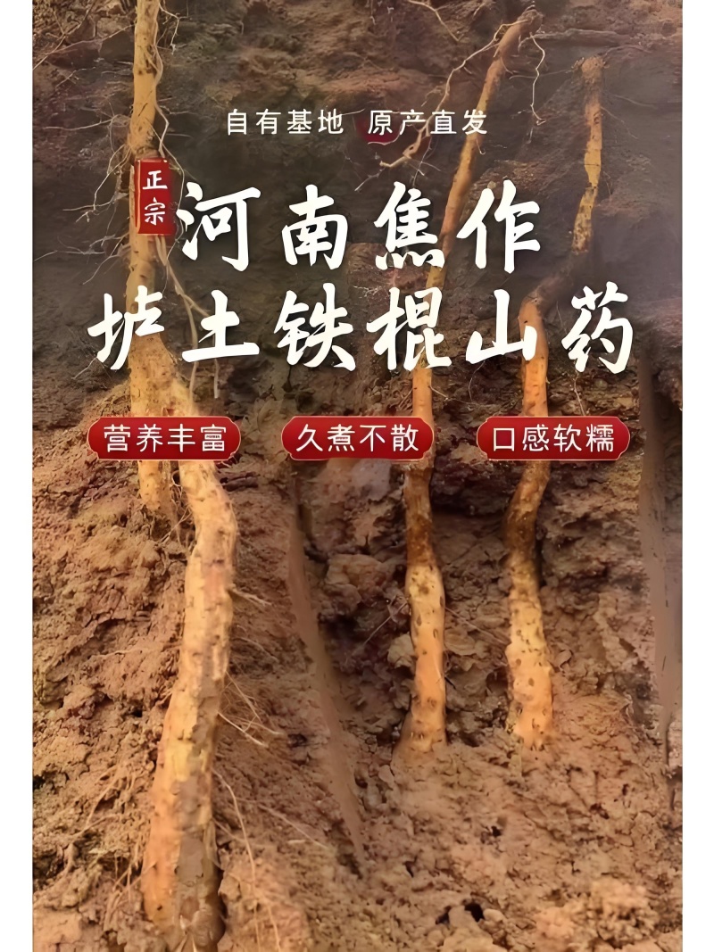 正宗垆土铁棍山药河南焦作温县特产铁杆淮山药怀山药新鲜批发
