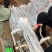 正宗垆土铁棍山药河南焦作温县特产铁杆淮山药怀山药新鲜批发