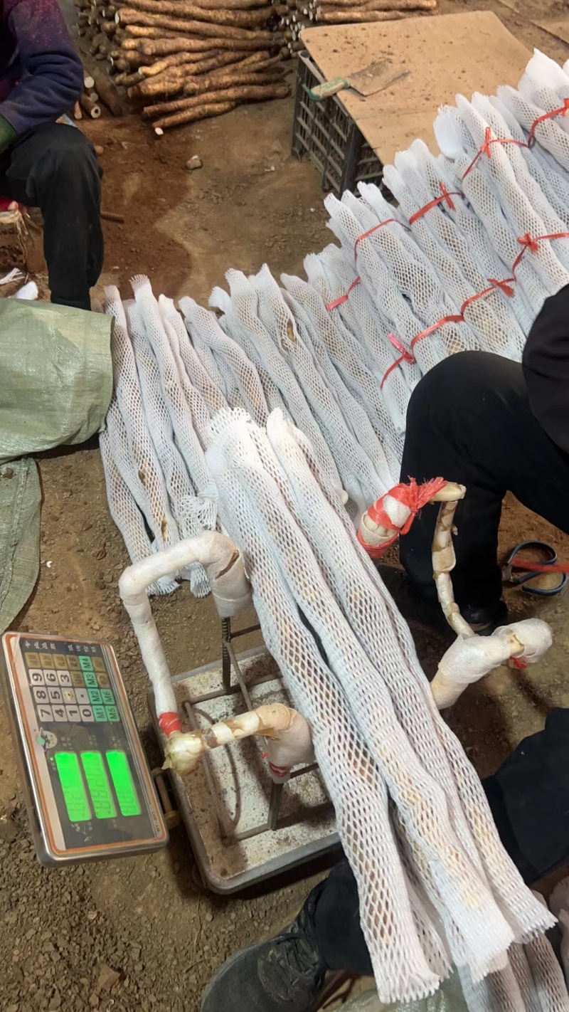 正宗垆土铁棍山药河南焦作温县特产铁杆淮山药怀山药新鲜批发