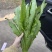 油麦菜基地直供