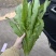 油麦菜基地直供