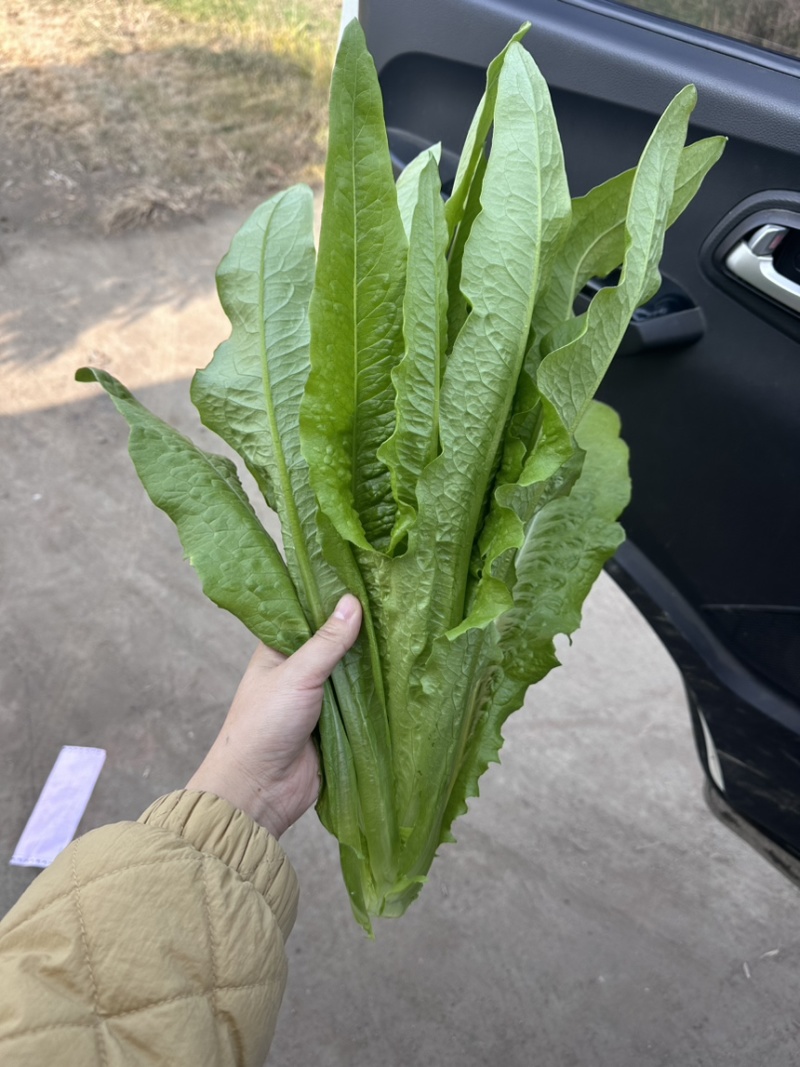 油麦菜基地直供