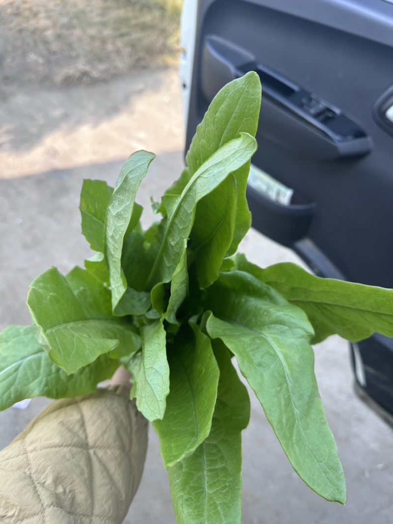 油麦菜基地直供