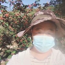 陇南花椒
