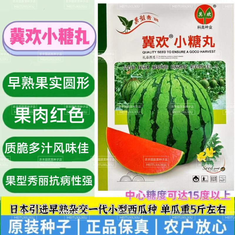 冀欢小糖丸西瓜种子高糖早熟抗病耐裂礼品西瓜种子高端小西瓜