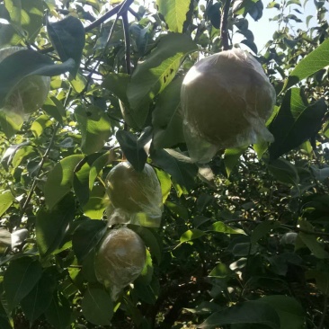 【热卖】山西精品玉露香梨大量供应，规格齐全品质保证量大优惠