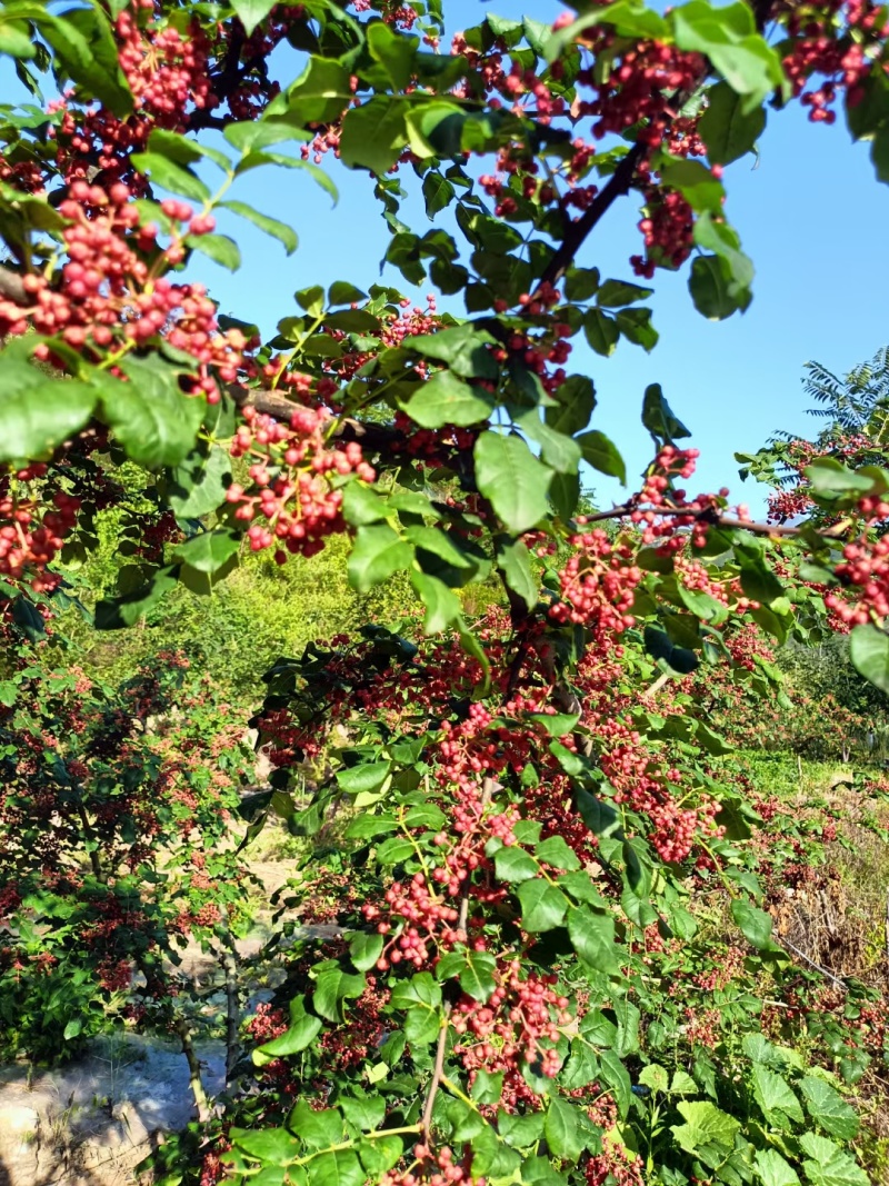 陇南花椒