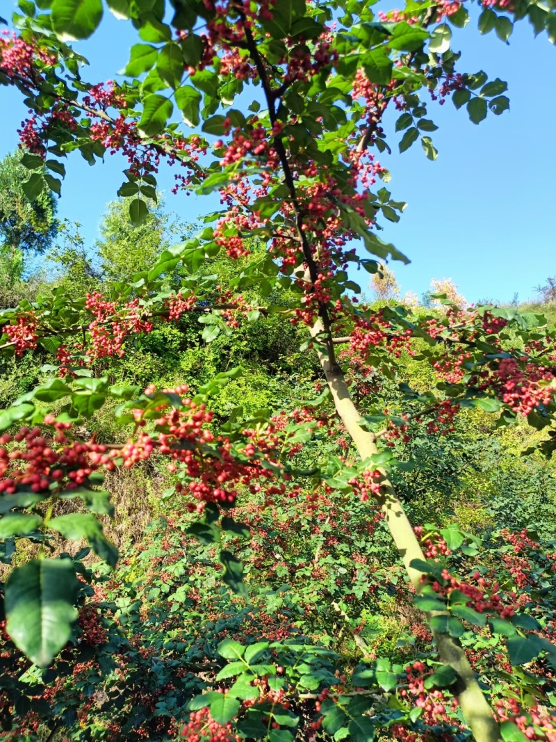 陇南花椒