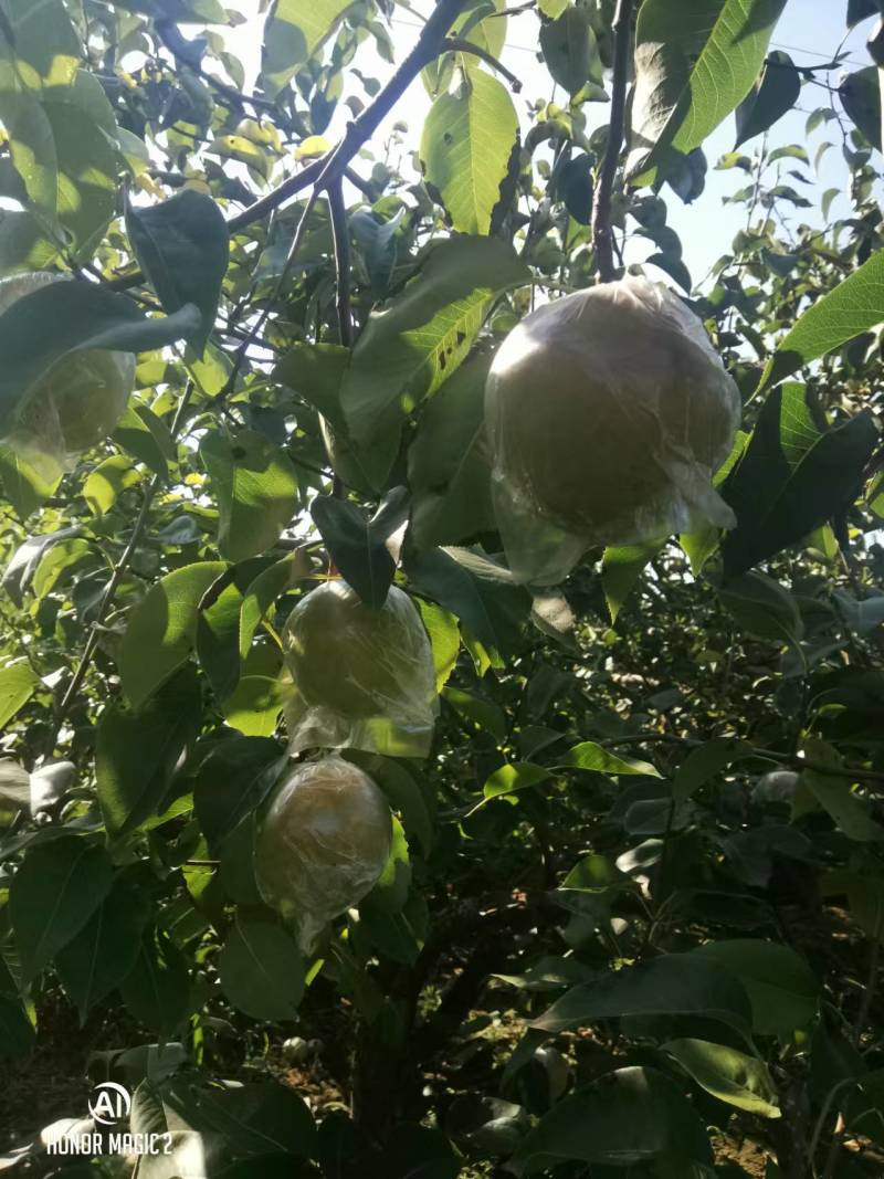 【热卖】山西精品玉露香梨大量供应，规格齐全品质保证量大优惠