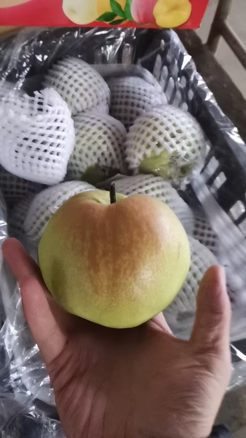 【热卖】山西精品玉露香梨大量供应，规格齐全品质保证量大优惠