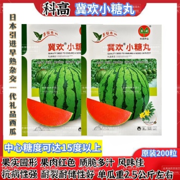 冀欢小糖丸西瓜种子高糖早熟抗病耐裂礼品西瓜种子高端小西瓜