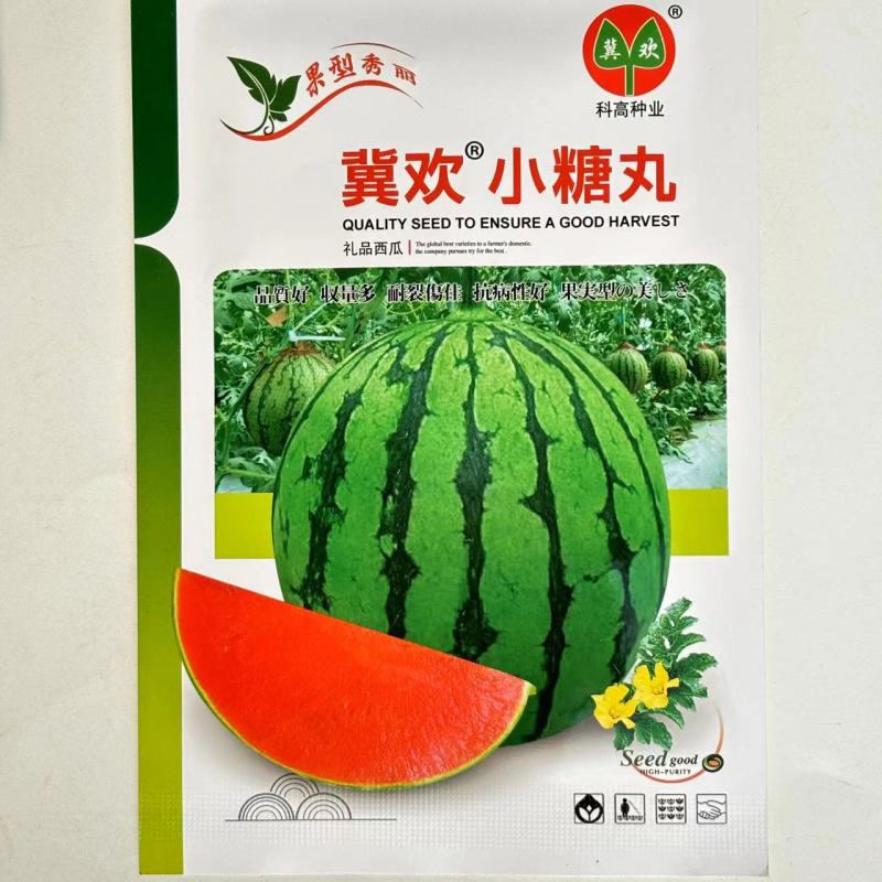 冀欢小糖丸西瓜种子高糖早熟抗病耐裂礼品西瓜种子高端小西瓜